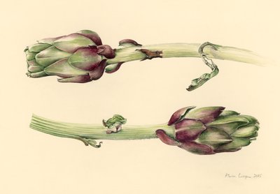 Artichokes, 2005 by Alison Cooper